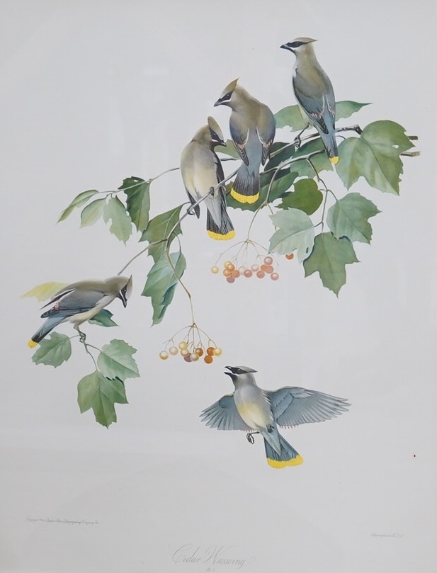 After Roger Tory-Peterson (1908-1996), pair of colour lithographs, Birds, comprising Cedar Waxwing and Cardinal, 70 x 54cm. Condition - one fair, one poor